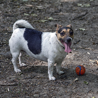 Buy canvas prints of  Miniture jack russel at play in park  by simon sugden