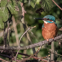 Buy canvas prints of kingfisher on leeds liverpool canal by simon sugden