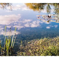 Buy canvas prints of Iremongers Pond #1 by Martyn Williams