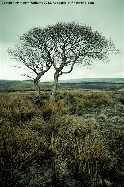 Two Trees, Peak District Picture Board by Martyn Williams