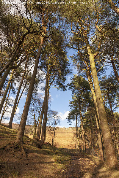 Woodland Path to Stanage Edge Picture Board by Martyn Williams
