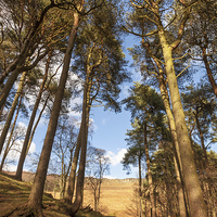 Buy canvas prints of Woodland Path to Stanage Edge by Martyn Williams