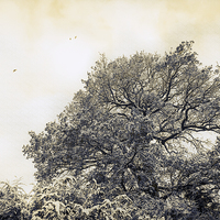 Buy canvas prints of Tree In Winter by Martyn Williams