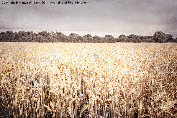 Wheat Field, Nottinghamshire Picture Board by Martyn Williams