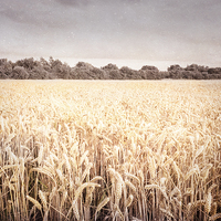 Buy canvas prints of Wheat Field, Nottinghamshire by Martyn Williams