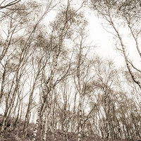 Buy canvas prints of Suprise View Trees by Martyn Williams