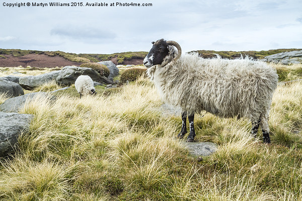 Wild Sheep On Kinder Scout Picture Board by Martyn Williams