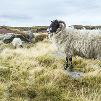 Buy canvas prints of Wild Sheep On Kinder Scout by Martyn Williams