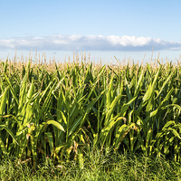 Buy canvas prints of Corn Field In Summer by Martyn Williams