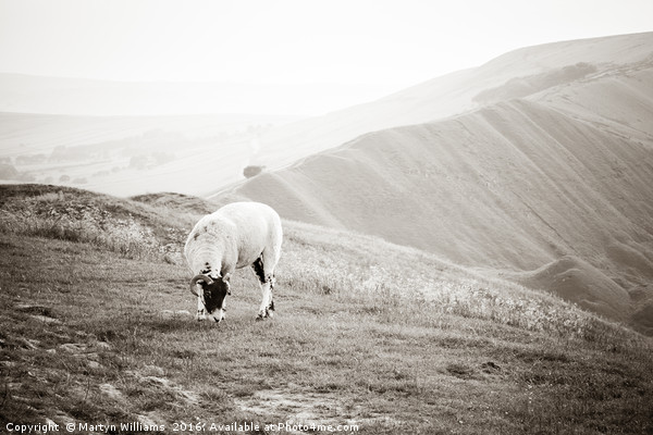 Sheep On Mam Tor, Derbyshire Picture Board by Martyn Williams