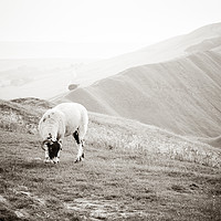 Buy canvas prints of Sheep On Mam Tor, Derbyshire by Martyn Williams