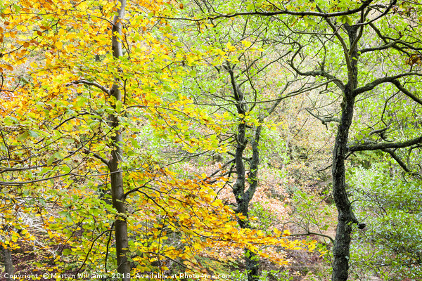 Trees in Autumn, Padley Gorge Picture Board by Martyn Williams