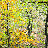 Buy canvas prints of Trees in Autumn, Padley Gorge by Martyn Williams