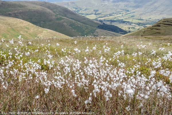 Cotton Grass Picture Board by Martyn Williams