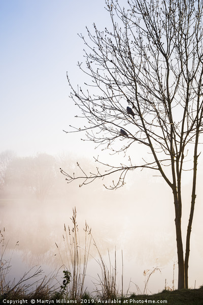 Two Birds, Misty Morning Picture Board by Martyn Williams