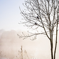 Buy canvas prints of Two Birds, Misty Morning by Martyn Williams