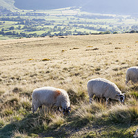 Buy canvas prints of Sheep, Lose Hill, Derbyshire, UK  by Martyn Williams