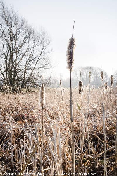 Bulrushes In Winter Sunlight Picture Board by Martyn Williams