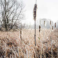 Buy canvas prints of Bulrushes In Winter Sunlight by Martyn Williams
