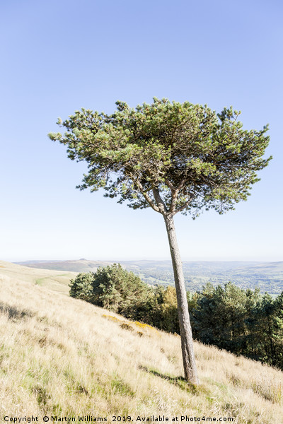 Tree, Back Tor Picture Board by Martyn Williams