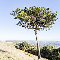 Buy canvas prints of Tree, Back Tor by Martyn Williams