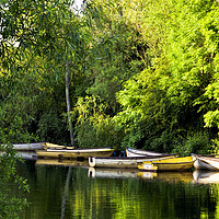 Buy canvas prints of Rowing Boats On A Lake, Colwick Park by Martyn Williams