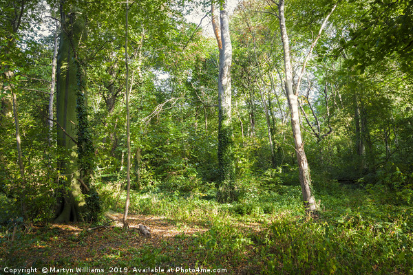 Trees And Sunlight, Colwick Woods, Nottingham Picture Board by Martyn Williams
