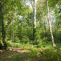 Buy canvas prints of Trees And Sunlight, Colwick Woods, Nottingham by Martyn Williams