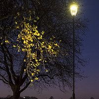 Buy canvas prints of Street Light, Nottingham by Martyn Williams