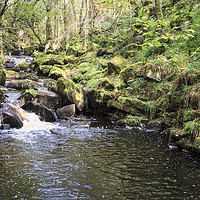 Buy canvas prints of Burbage Brook, Padley Gorge by Martyn Williams