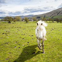 Buy canvas prints of Running Horse, Peak District by Martyn Williams