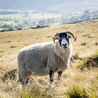 Buy canvas prints of Black Faced Sheep, Derbyshire by Martyn Williams