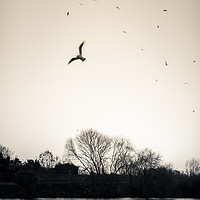 Buy canvas prints of Evening Birds, River Trent by Martyn Williams