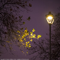 Buy canvas prints of Autumn Trees At Night by Martyn Williams