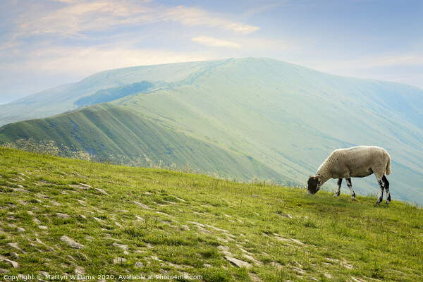 Sheep On Mam Tor Picture Board by Martyn Williams