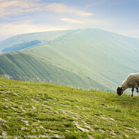 Buy canvas prints of Sheep On Mam Tor by Martyn Williams