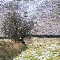 Buy canvas prints of Tree, Vale of Edale, Derbyshire by Martyn Williams