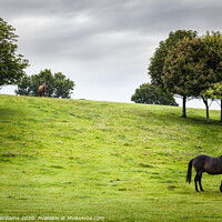 Buy canvas prints of Two Horses, Derbyshire by Martyn Williams