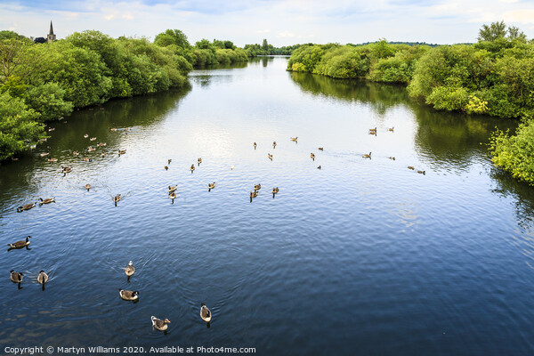Attenborough Nature Reserve Picture Board by Martyn Williams