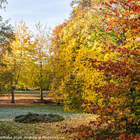 Buy canvas prints of Autumn Trees, Nottingham by Martyn Williams