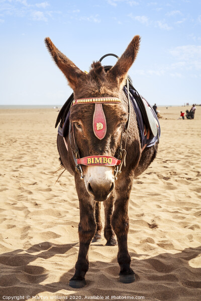 Donkey On The Beach Picture Board by Martyn Williams