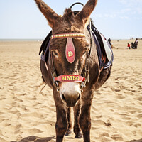 Buy canvas prints of Donkey On The Beach by Martyn Williams