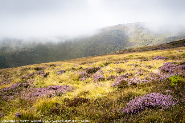 Moorland Heather, Kinder Scout Picture Board by Martyn Williams