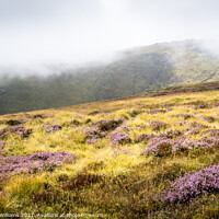 Buy canvas prints of Moorland Heather, Kinder Scout by Martyn Williams