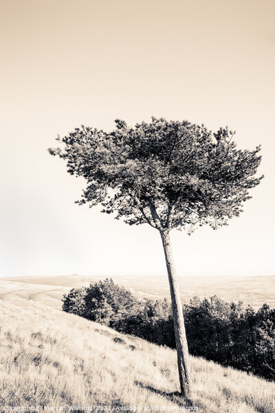 Pine Tree, Peak District Picture Board by Martyn Williams