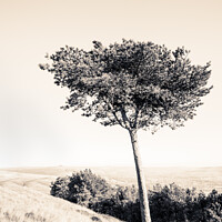 Buy canvas prints of Pine Tree, Peak District by Martyn Williams