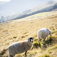 Buy canvas prints of Peak District Sheep by Martyn Williams