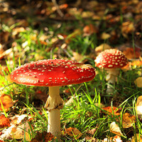 Buy canvas prints of Wild autumn mushroom by Chia Ling Blandford