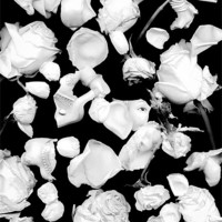 Buy canvas prints of Infrared Flowers #1 by Mary Rath