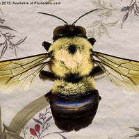 Buy canvas prints of Bee by Mary Rath